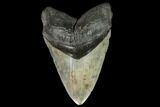 Fossil Megalodon Tooth - Massive Tooth #122936-1